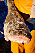 Freshly caught cod
