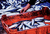 Sardines in a fishmarket
