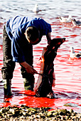 Traditional whale hunting,Greenland