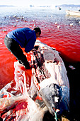 Traditional whale hunting,Greenland