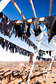 Whale meat drying