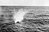 Whale harpoon exploding,mid-20th century