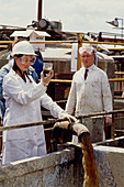Chemist sampling chemical waste for toxicity