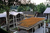 Sedum roof,mid-August