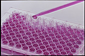 Pipette adding drops of solution to sample bottles