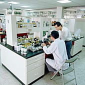 Laboratory researchers examining herbal medicine