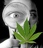 Cannabis research