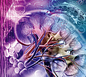 Kidney drug development,composite image