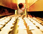 Sausage rolls feeding into oven on conveyor belt