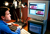 Researcher analysing beef