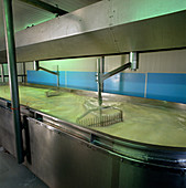 Cheddar cheese production