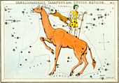 Camelopardalis constellation