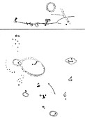 19th century drawings of Moon craters