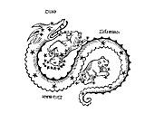 Draco,Ursa Major and Ursa Minor,1482
