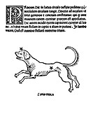 Canis Minor constellation,1482