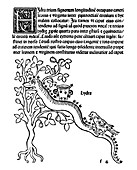 Hydra constellation,1482