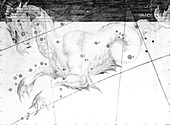 Cetus constellation,1603