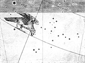 Corvus constellation,1603