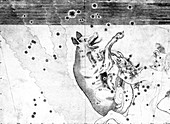 Lupus constellation,1603