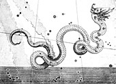 Serpens constellation,1603