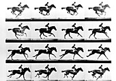 Muybridge's photo of a cantering horse (1884)