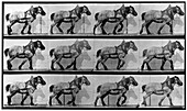 High-speed sequence of a walking horse