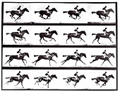 High-speed sequence of a galloping horse and rider