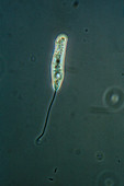 LM of flagellate protozoan Peranema sp
