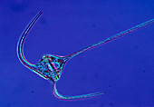 LM of a single marine dinoflagellate