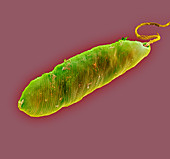 Euglena protozoan,SEM