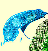 Giardia protozoan parasite,TEM