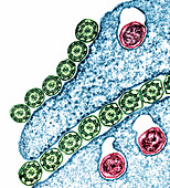 Trichonympha protozoan section,TEM