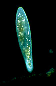 Light micrograph of Paramecium sp