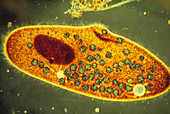 LM of a ciliate protozoan Paramecium caudatum