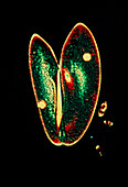 LM of Paramecium caudatum undergoing conjugation