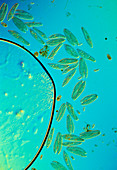 LM of Paramecium protozoans conjugating