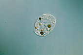 Light micrograph of an unidentified ciliate