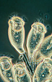 Zoothamnium sp. ciliates,light micrograph