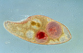 LM of the ciliate protozoan Blepharisma sp