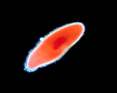 LM of the ciliate protozoan Paramecium sp