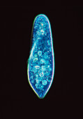 Paramecium caudatum,light micrograph