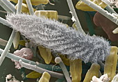 Paramecium sp. protozoan,SEM