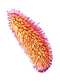 Paramecium protozoan,SEM