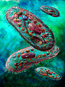 Paramecium protozoa,artwork