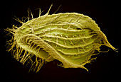 Euplotes ciliate protozoan,SEM