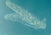 Amoeba proteus