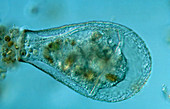 LM of the shelled soil amoeba Nebela sp