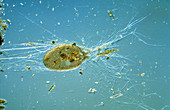 LM of the foraminiferan Allogromia eating diatoms