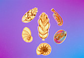LM of different species of Foraminifera shells