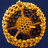 Coloured SEM of the test of a radiolarian